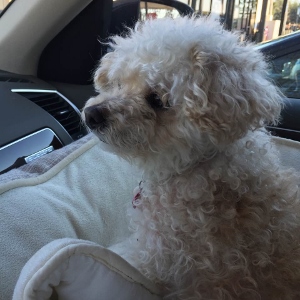 Cookie the miniature poodle